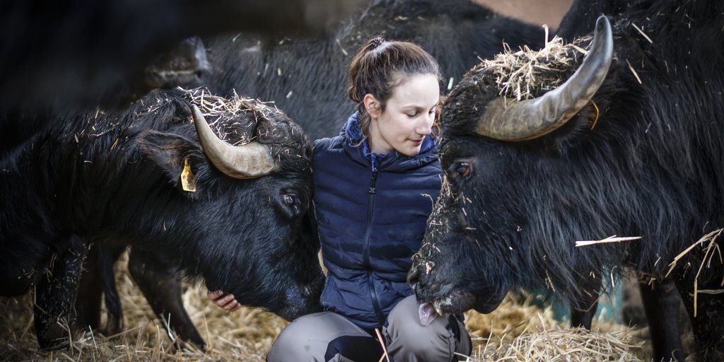 Visite immersive du pré à l’apéro chez Lara Graf (élevage de bufflonnes)